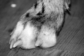 Dogge Hundeschule Startseite